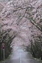 Tunnel of cherry blossoms in Izu highland, Shizuoka rainy Royalty Free Stock Photo