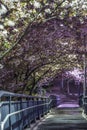 Tunnel of cherry blossoms