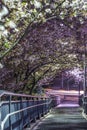 Tunnel of cherry blossoms