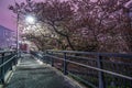 Tunnel of cherry blossoms