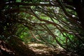 A tunnel created by curved tree branches, along a forest path. Royalty Free Stock Photo