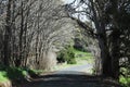 Tunnel formed by row of trees on either side