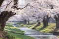 A tunnel of full bloom cherry blossom trees along the banks of river in Japan