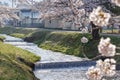 A tunnel of full blooming cherry blossom trees along the banks of Kannonji River, Japan