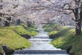 A tunnel of full blooming cherry blossom trees in Fukushima,Japan Royalty Free Stock Photo