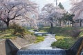 A tunnel of full blooming cherry blossom trees at Kannonji River, Japan