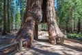 Tunnel through a giant sequoia tree, Sequoia National Forest