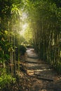 A tunnel of green bamboo branches with soft light at the end. Passage in the park with steps from stone slabs. The sun`s rays mak Royalty Free Stock Photo