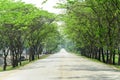 Tunnel green trees on either side of the road