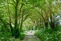 Tree tunnel near the village of Gweek Cornwall UK