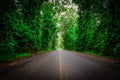 Trees and vegetation line both sides of the roadway in Hawaii