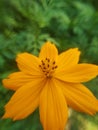 Tunnel of lightyellow flower