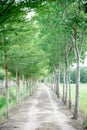 Tunnel-like Avenue of Linden Trees, Tree Lined Footpath through Park. Walkway Lane Path With Green Trees in Forest. Forest road la Royalty Free Stock Photo