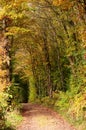 Autumn forest with beautiful goden foliage footpath through the trees