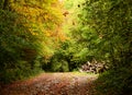 Autumn forest with beautiful goden foliage footpath through the trees