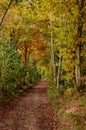 Autumn forest with beautiful goden foliage footpath through the trees