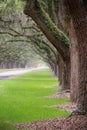 Tunnel of Live Oak Trees Royalty Free Stock Photo