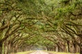 Tunnel of Live Oak Trees Royalty Free Stock Photo