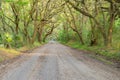 Tunnel of Live Oaks and Spanish Moss in the Deep South Royalty Free Stock Photo