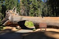 Tunnel log in sequoia national park Royalty Free Stock Photo