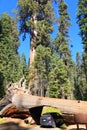 Tunnel Log, Sequoia National Park Royalty Free Stock Photo