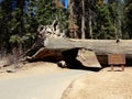 Drive Through Tunnel Log - Redwood Forest, Sequoia National Park, California Royalty Free Stock Photo