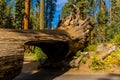 Tunnel Log, Giant Forest, California USA Royalty Free Stock Photo