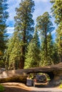 Tunnel Log, Giant Forest, California USA Royalty Free Stock Photo