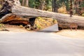 Tunnel Log in Sequoia National Park Royalty Free Stock Photo