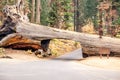 Tunnel Log in Sequoia National Park Royalty Free Stock Photo