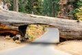 Tunnel Log in Sequoia National Park Royalty Free Stock Photo