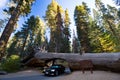 Tunnel Log in Sequoia National Park Royalty Free Stock Photo