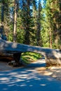 Tunnel Log in Sequoia National Park. Tunnel 8 ft high, 17 ft wide.  California, United States Royalty Free Stock Photo