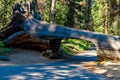 Tunnel Log in Sequoia National Park. Tunnel 8 ft high, 17 ft wide.  California, United States Royalty Free Stock Photo