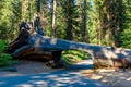 Tunnel Log in Sequoia National Park. Tunnel 8 ft high, 17 ft wide.  California, United States Royalty Free Stock Photo