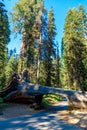 Tunnel Log in Sequoia National Park. Tunnel 8 ft high, 17 ft wide.  California, United States Royalty Free Stock Photo