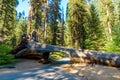 Tunnel Log in Sequoia National Park. Tunnel 8 ft high, 17 ft wide.  California, United States Royalty Free Stock Photo