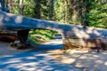 Tunnel Log in Sequoia National Park. Tunnel 8 ft high, 17 ft wide.  California, United States Royalty Free Stock Photo