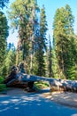 Tunnel Log in Sequoia National Park. Tunnel 8 ft high, 17 ft wide.  California, United States Royalty Free Stock Photo