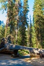 Tunnel Log in Sequoia National Park. Tunnel 8 ft high, 17 ft wide.  California, United States Royalty Free Stock Photo