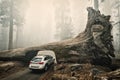 Tunnel Log, Sequoia National Park, USA Royalty Free Stock Photo