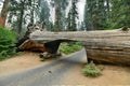 Tunnel Log Tree - Sequoia National Park Royalty Free Stock Photo
