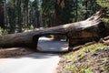 Tunnel Log is a well known touristic attraction in the Sequoia National Park in the U.S. state of California. Tourism in the USA Royalty Free Stock Photo