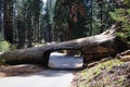 Tunnel Log is a well known touristic attraction in the Sequoia National Park in the U.S. state of California. Tourism in the USA Royalty Free Stock Photo