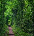 Tunnel of Love near Klevan, Ukraine Royalty Free Stock Photo