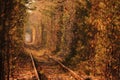 Tunnel of Love. Tunnel of Love in Ukraine. A railway in the autumn forest tunnel of love. Old mysterious forest Royalty Free Stock Photo