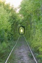 The Tunnel of Love. Wonders of nature. A natural arch formed by intertwined trees above a railway. Arch of Green tunnel