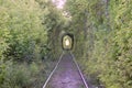 The Tunnel of Love. Wonders of nature. A natural arch formed by intertwined trees above a railway. Arch of Green tunnel