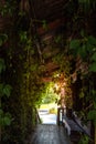 Tunnel with lush ivy reaching old wooden roof on house porch Royalty Free Stock Photo