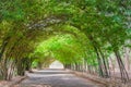 Tunnel made from bamboo trees Royalty Free Stock Photo